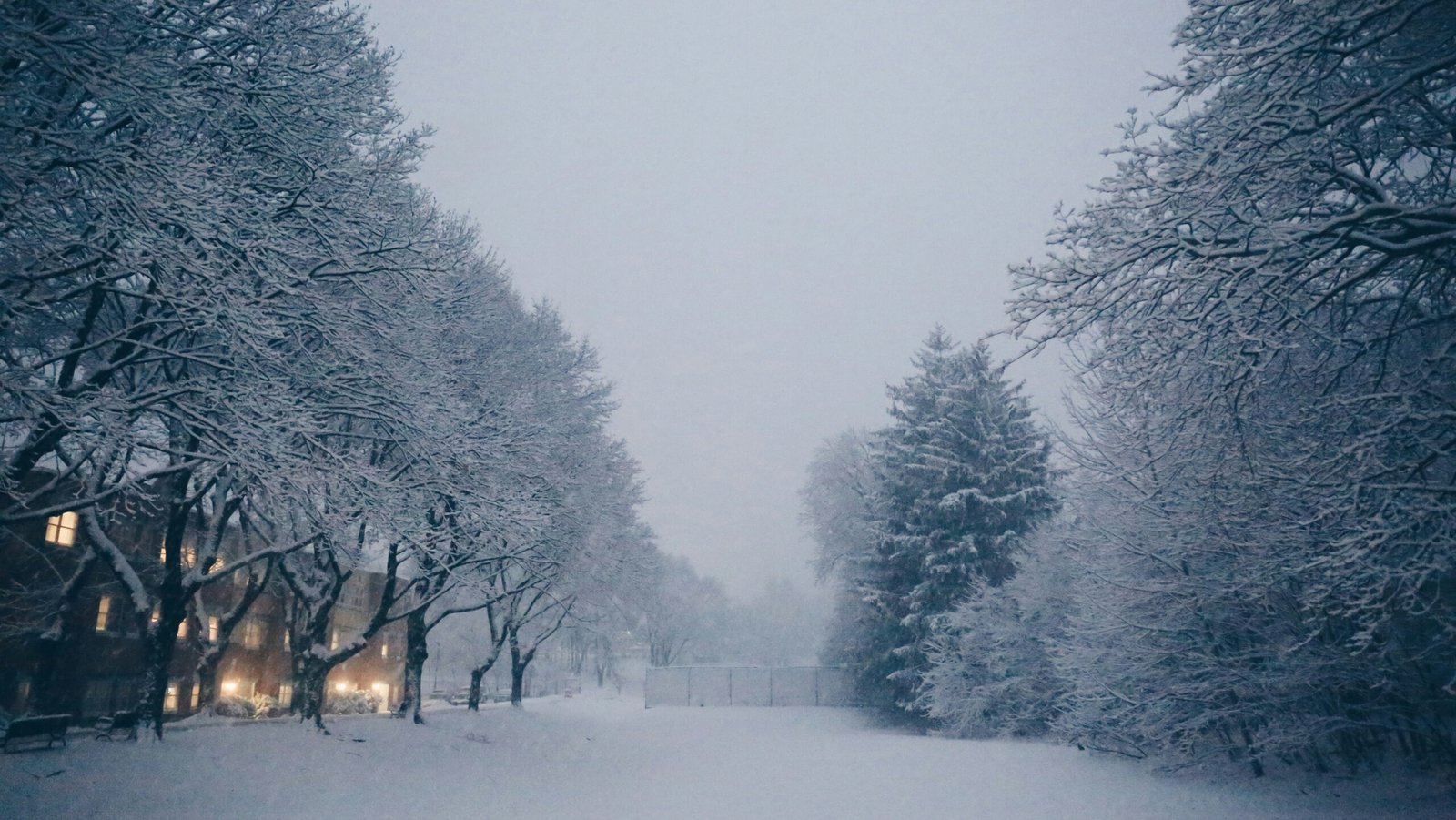 snow covered trees during daytime